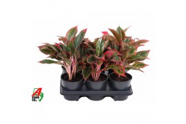 Aglaonema Aglaonema Siam Red 2 pp