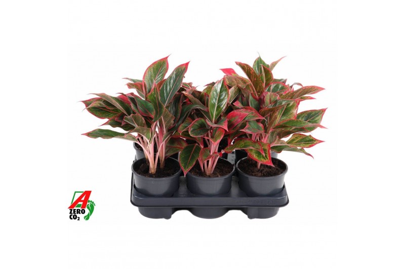Aglaonema Aglaonema Siam Red 2 pp 