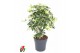 Schefflera trinette Schefflera Trinette 1,5ft P24 2 pp 