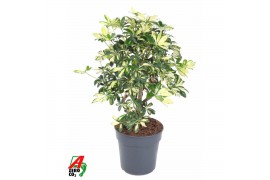 Schefflera trinette Schefflera Trinette 1,5ft P24 2 pp