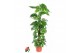 Epipremnum pinnatum mosstok Epipremnum Pinnatum Mosstok P21 4 pp 