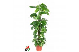 Epipremnum pinnatum mosstok Epipremnum Pinnatum Mosstok P21 4 pp