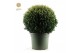 Ilex crenata Ilex crenata Ball Ø70cm P45 