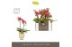 Phalaenopsis multiflora rood Optifriend Kyra 2 spike in Emilia Sand Aq 