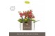Phalaenopsis multiflora rood Optifriend Kyra 2 spike in Emilia Sand Aq 
