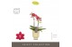 Phalaenopsis multiflora rood Optifriend Kyra 2 spike in Emilia Sand Aq 