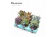 Kalanchoe mix Kalanchoe Mix overig pp 