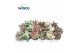 Kalanchoe mix Kalanchoe Mix (Deluxe) overig pp 