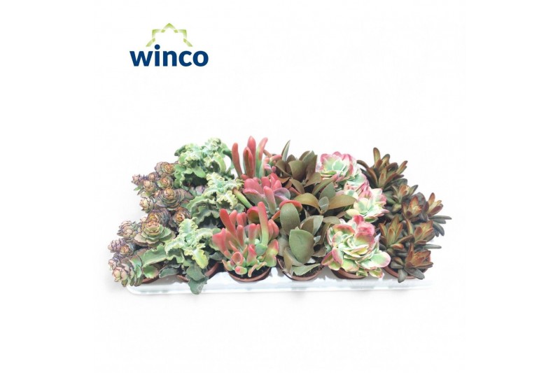 Kalanchoe mix Kalanchoe Mix (Deluxe) overig pp Kalanchoe mix Kalanchoe Mix (Deluxe) overig pp