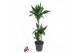 Dracaena fragr. der. art Dracaena Arturo 60-30-15 3 pp 