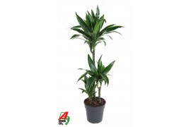 Dracaena fragr. der. art Dracaena Arturo 60-30-15 3 pp