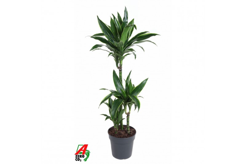 Dracaena fragr. der. art Dracaena Arturo 60-30-15 3 pp Dracaena fragr. der. art Dracaena Arturo 60-30-15 3 pp