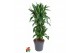 Dracaena fragr. der. art Dracaena Arturo vertakt P27 1 pp 