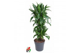 Dracaena fragr. der. art Dracaena Arturo vertakt P27 1 pp