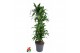 Dracaena fragr. der. art Dracaena Arturo vertakt P31 1 pp 