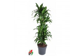Dracaena fragr. der. art Dracaena Arturo vertakt P31 1 pp