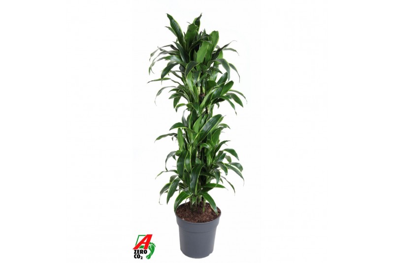 Dracaena fragr. der. art Dracaena Arturo vertakt P31 1 pp Dracaena fragr. der. art Dracaena Arturo vertakt P31 1 pp