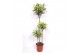 Dracaena fragr. compacta surprise Dracaena Surprise 90-60-30 3 pp 
