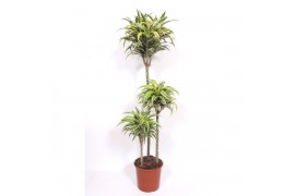 Dracaena fragr. compacta surprise Dracaena Surprise 90-60-30 3 pp