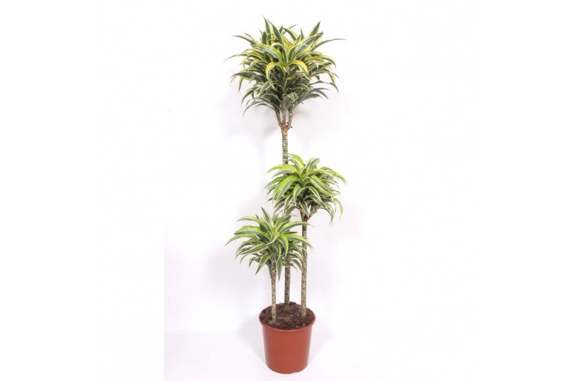 Dracaena fragr. compacta surprise Dracaena Surprise 90-60-30 3 pp 