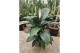 Spathiphyllum sensation Spathiphyllum Sensation overige bl. 