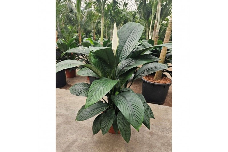 Spathiphyllum sensation Spathiphyllum Sensation overige bl. 