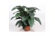 Spathiphyllum sensation Spathiphyllum Sensation overige bl. 