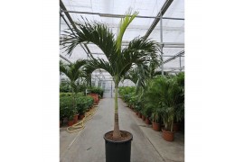 Palmen Veitchia merrillii 1 pp