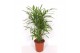 Palmen Pthychosperma macarthurii 6 pp 