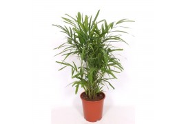 Palmen Pthychosperma macarthurii 6 pp