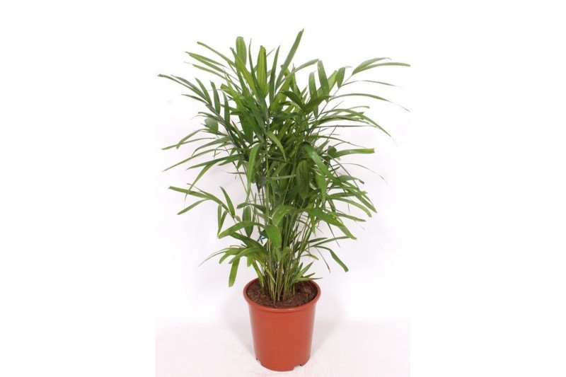 Palmen Pthychosperma macarthurii 6 pp 
