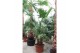 Livistonia australis Livistona chinensis 2pp 2 pp 