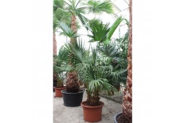 Livistonia australis Livistona chinensis 2pp 2 pp
