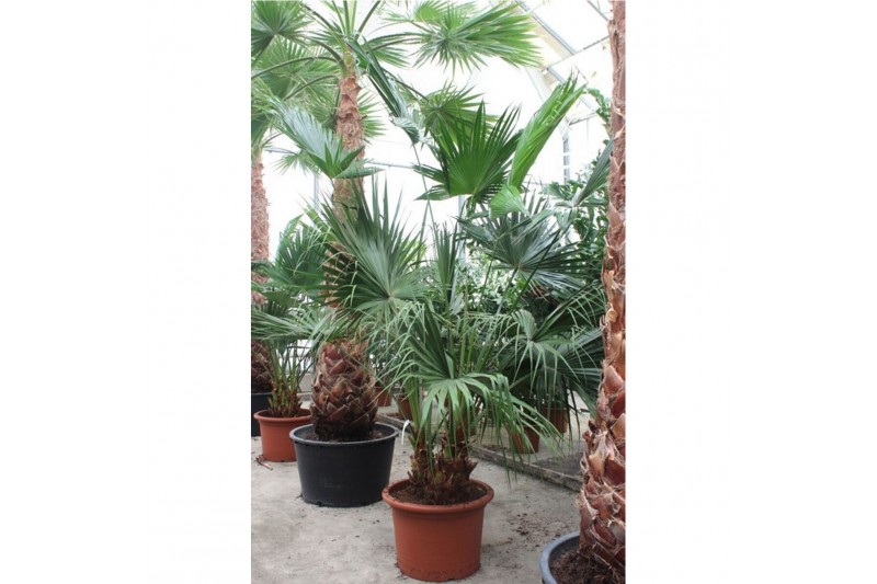 Livistonia australis Livistona chinensis 2pp 2 pp Livistonia australis Livistona chinensis 2pp 2 pp