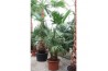 Livistonia australis Livistona chinensis 2pp 2 pp