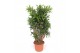 Dracaena reflexa song of jamaica Dracaena Song of Jamaica 1 pp 