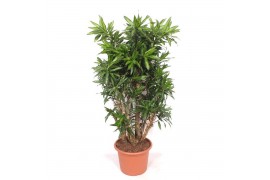 Dracaena reflexa song of jamaica Dracaena Song of Jamaica 1 pp