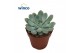 Echeveria Echeveria Morning Dew 1 bl. 