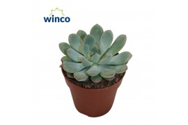 Echeveria Echeveria Morning Dew 1 bl.