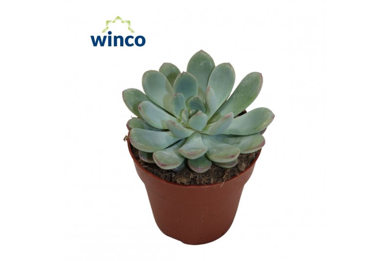 Echeveria Echeveria Morning Dew 1 bl. 