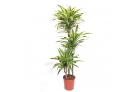 Dracaena fragr. der. lemon lime Dracaena Lemon Lime 90-60-30 3 pp