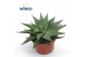 Haworthia limifolia Haworthia Limifolia Twist 