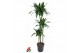 Dracaena fragr. der. art Dracaena Arturo 90-60-30 3 pp 