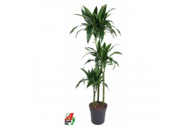 Dracaena fragr. der. art Dracaena Arturo 90-60-30 3 pp