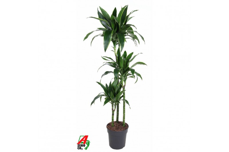 Dracaena fragr. der. art Dracaena Arturo 90-60-30 3 pp Dracaena fragr. der. art Dracaena Arturo 90-60-30 3 pp