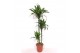 Dracaena fragr. der. art Dracaena Arturo 90-60-30 3 pp 