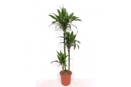 Dracaena fragr. der. art Dracaena Arturo 90-60-30 3 pp