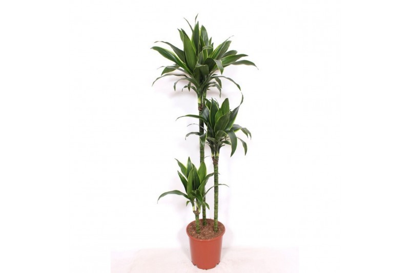 Dracaena fragr. der. art Dracaena Arturo 90-60-30 3 pp 