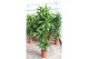 Dracaena fragr. der. art Dracaena Arturo 120-90-60-30 4 pp 