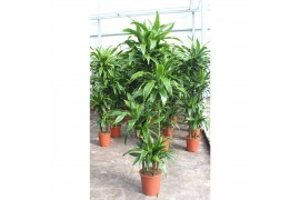 Dracaena fragr. der. art Dracaena Arturo 120-90-60-30 4 pp